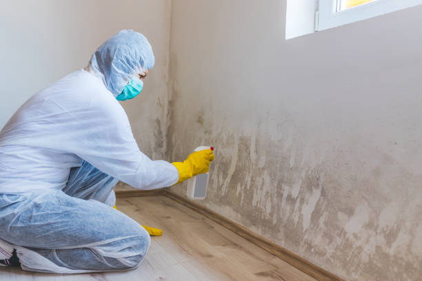 Mold Remediation specialist working in Stevensville