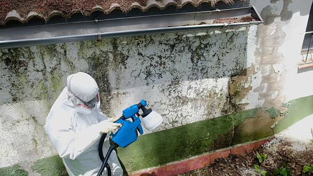 Mold Remediation service in Stevensville, Stevensville, MI